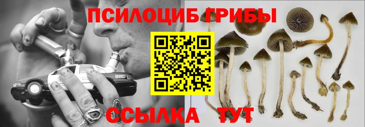 Галлюциногенные грибы Psilocybine cubensis Томск